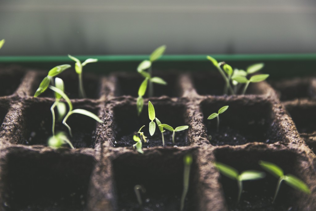 Growth Business Minnnesota