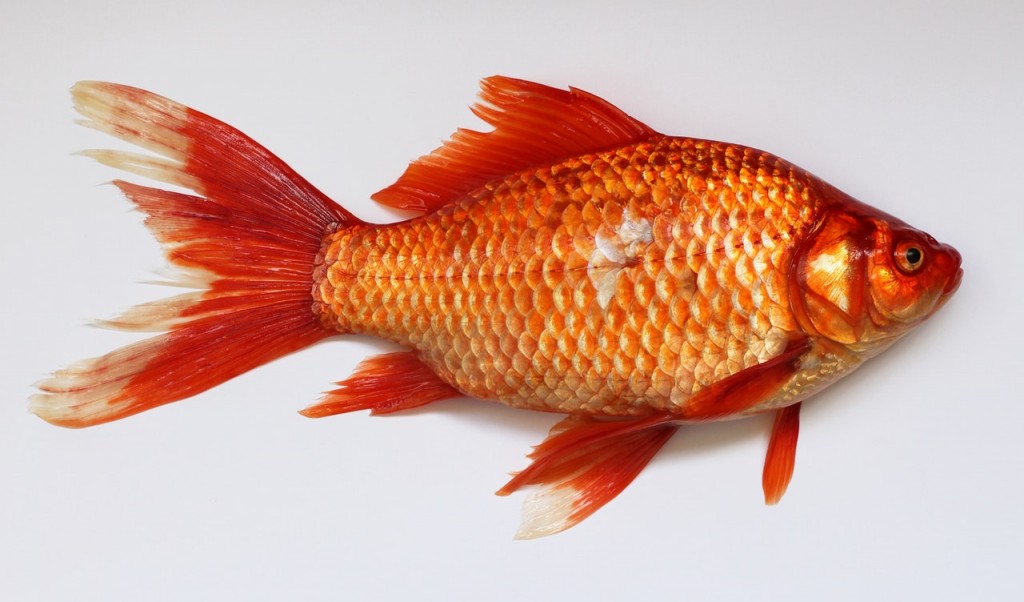 Goldfish white background