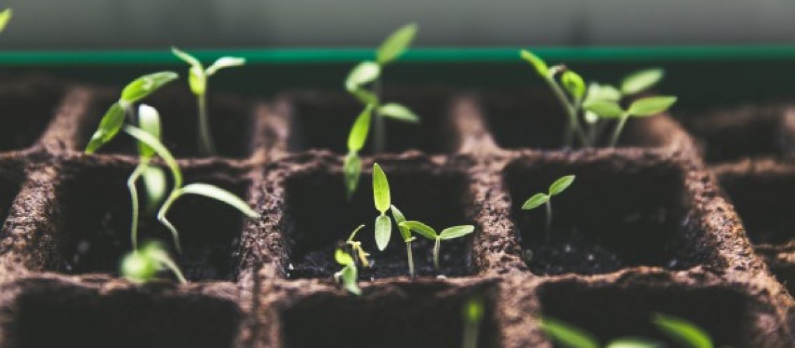 growing businesses minnesota