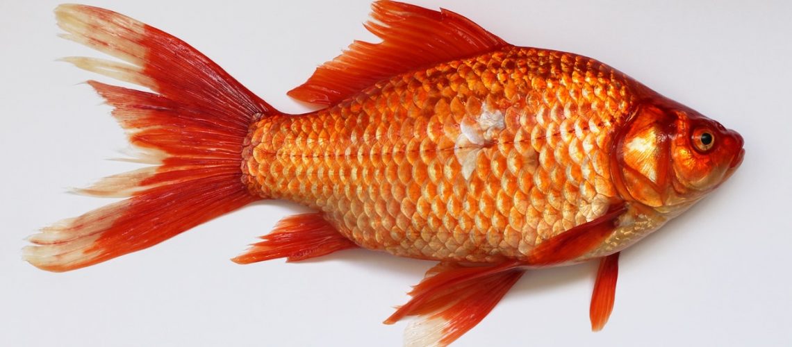 Goldfish white background